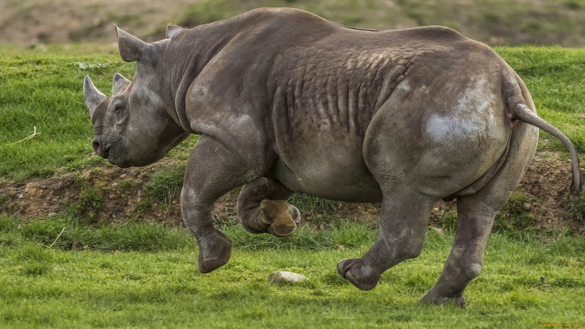 животные, носороги, бег, трава