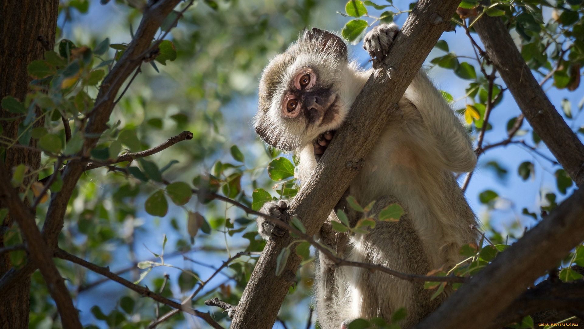 животные, обезьяны, листья, ветки