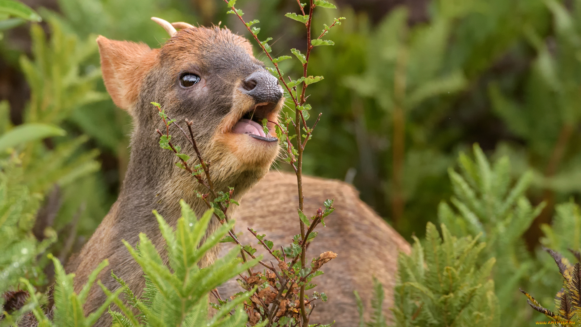 животные, олени, животное, олень, лето, природа, зелень, ветка, листья, пуду
