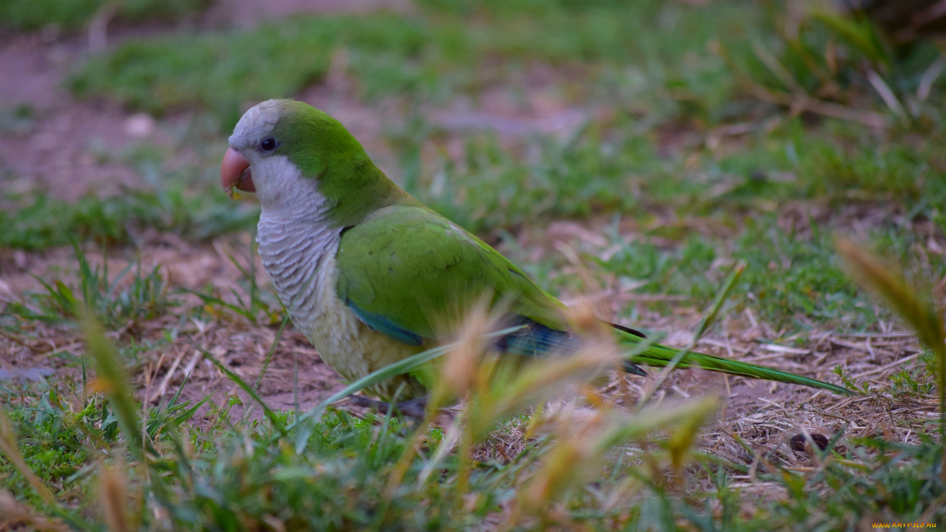 животные, попугаи, трава