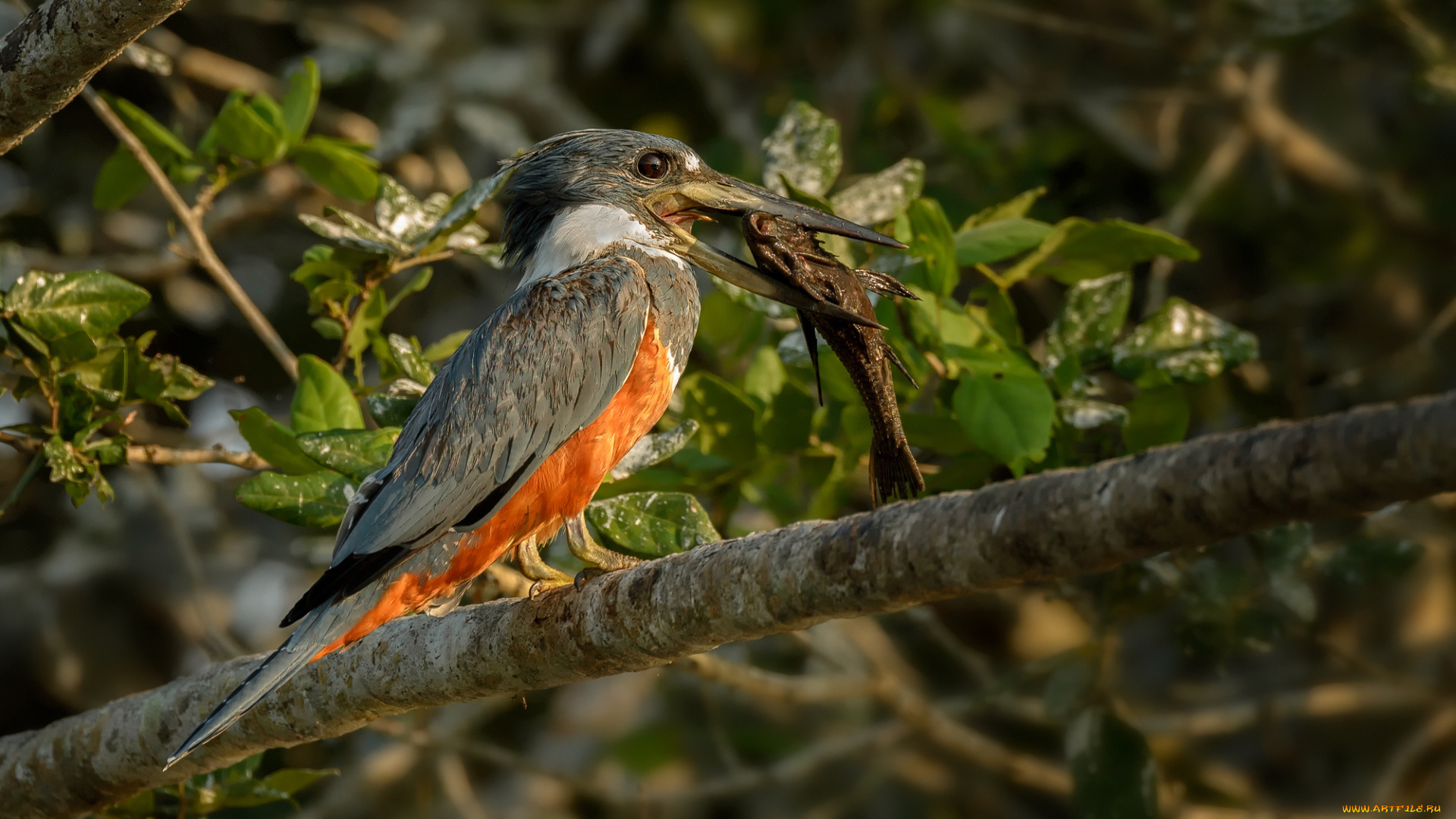 животные, птицы, рыба, зимородок, птица, листья, мира, ветка, природа