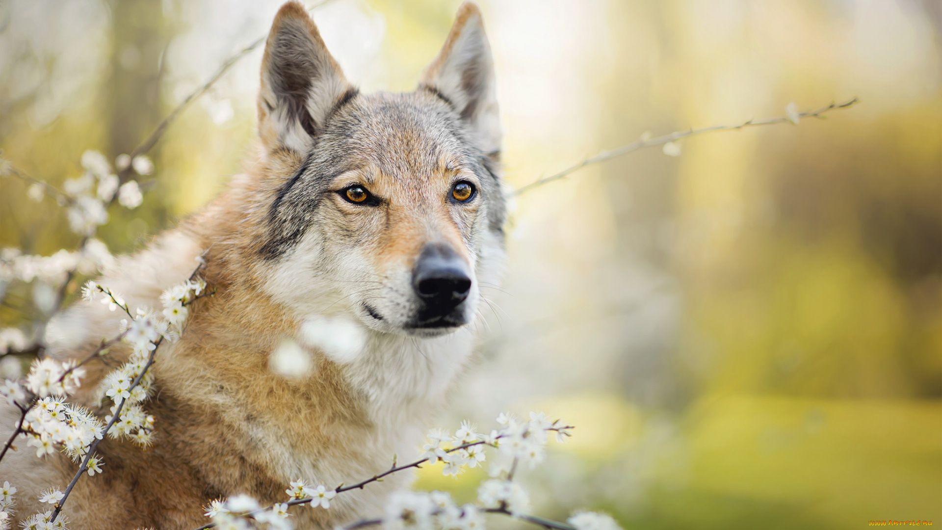 животные, собаки, чехословацкий, влчак, цветение, собака, чехословацкая, волчья