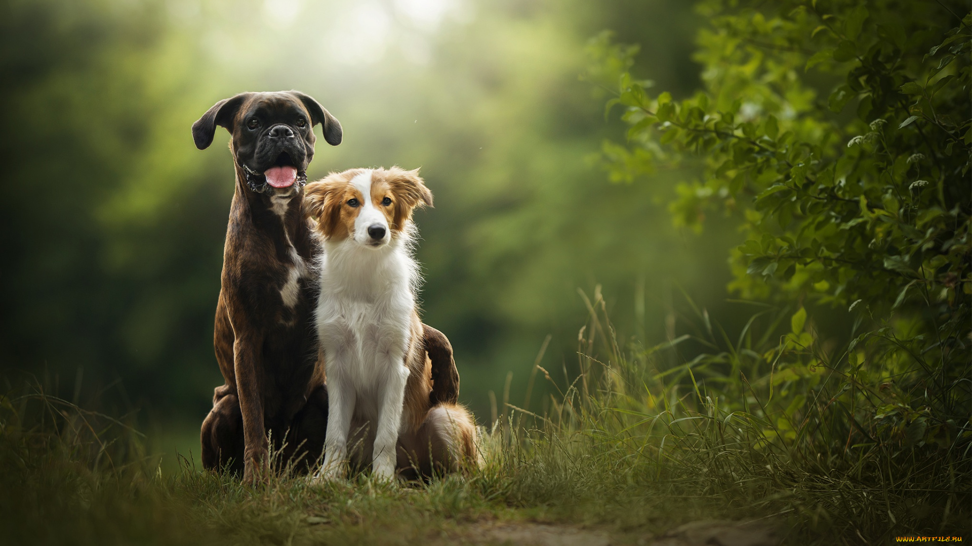 животные, собаки, две, природа