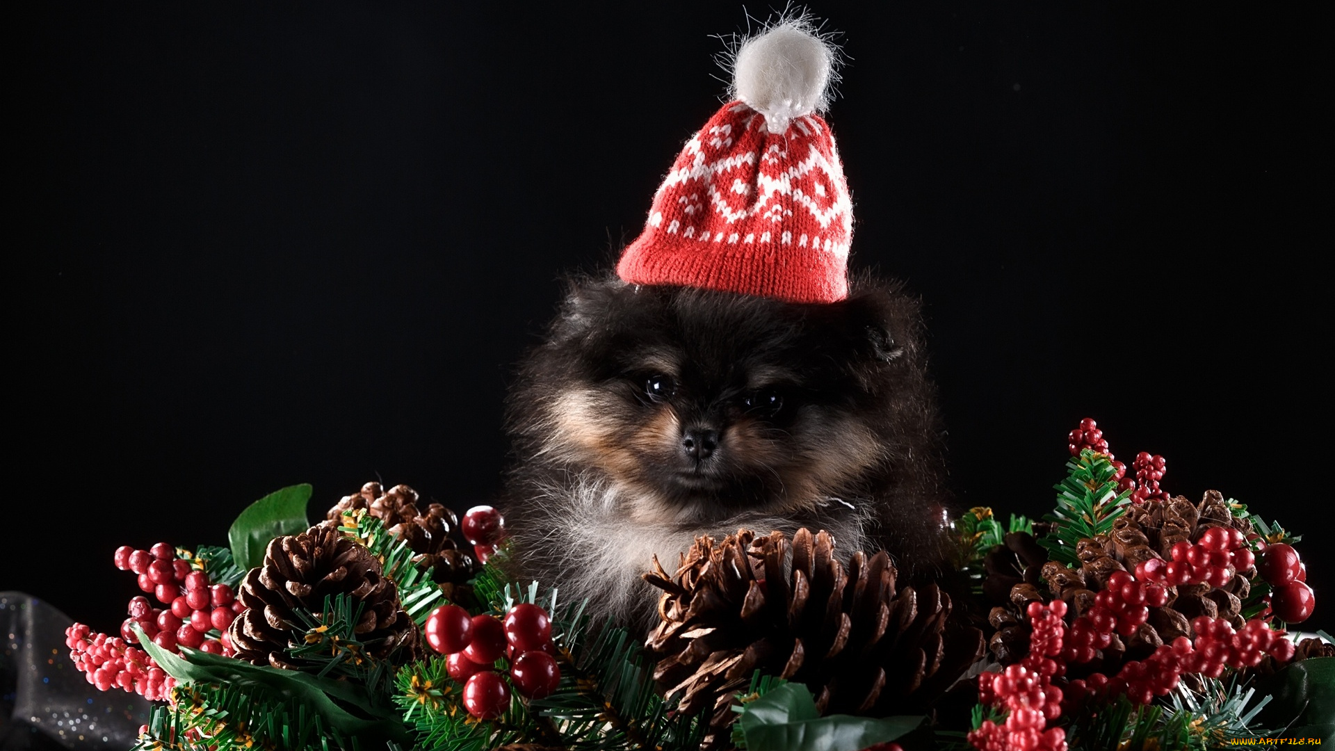 животные, собаки, шапка, шишки, черный, фон