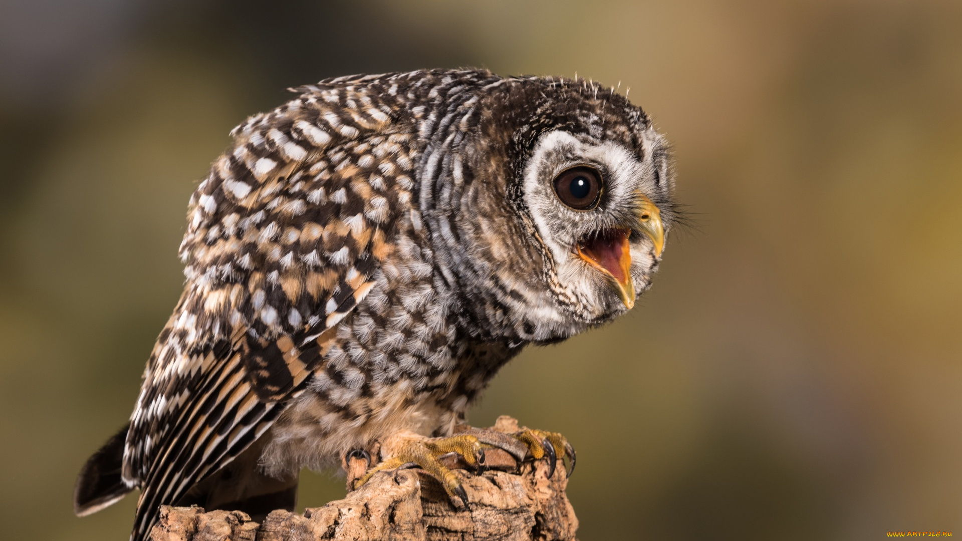 животные, совы, анфас