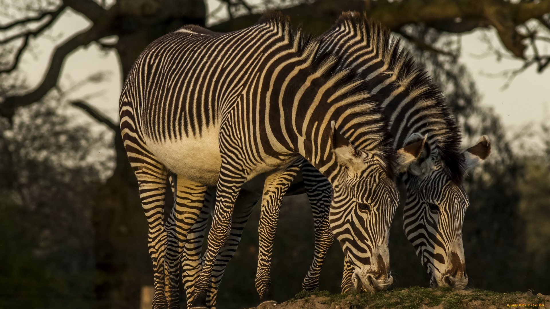 животные, зебры, дерево, двое