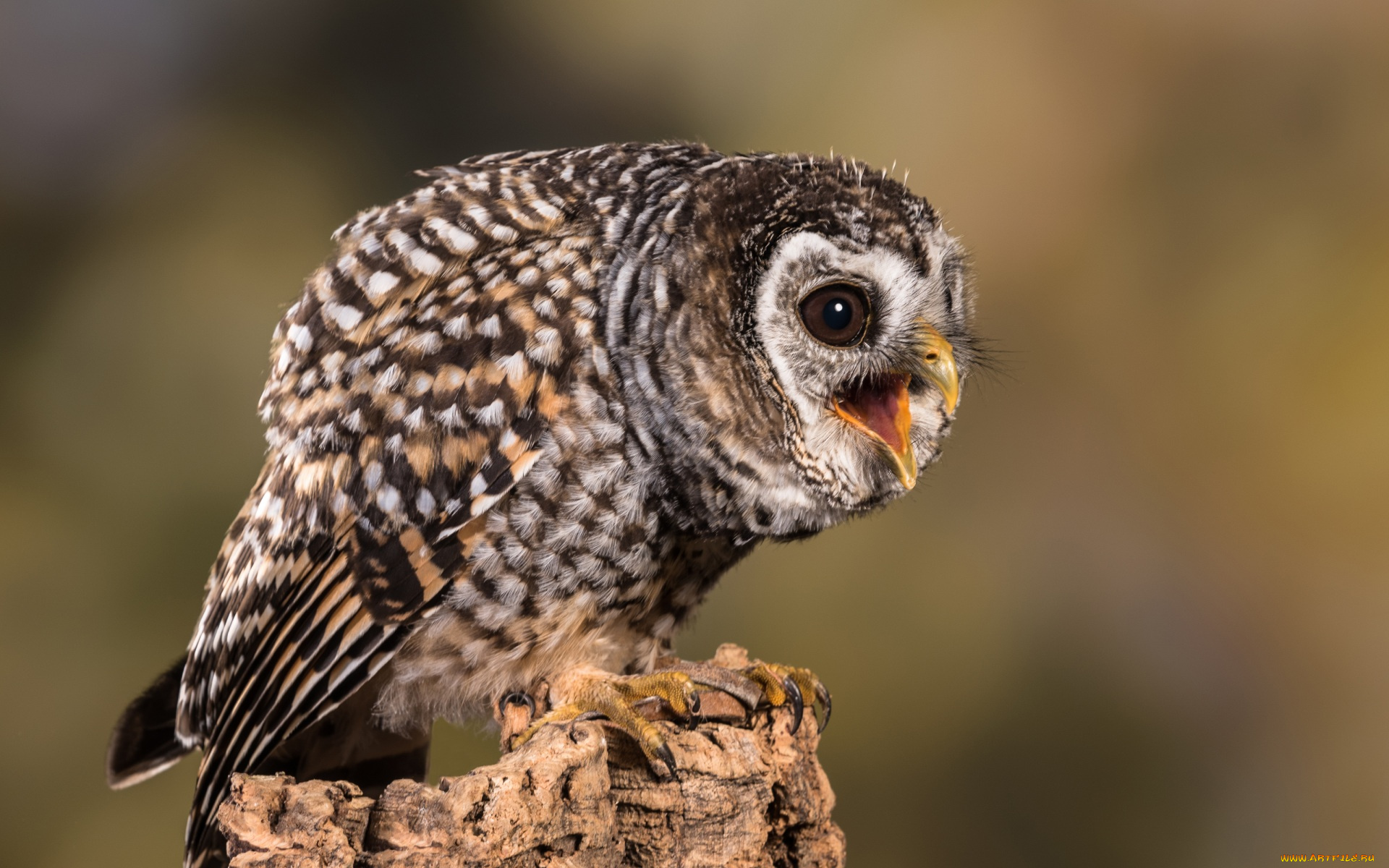 животные, совы, анфас