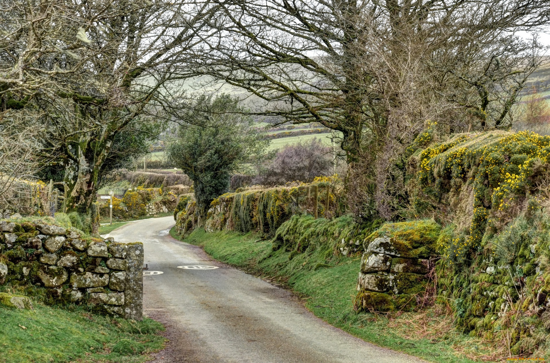 англия, природа, дороги, камни, деревья, растения