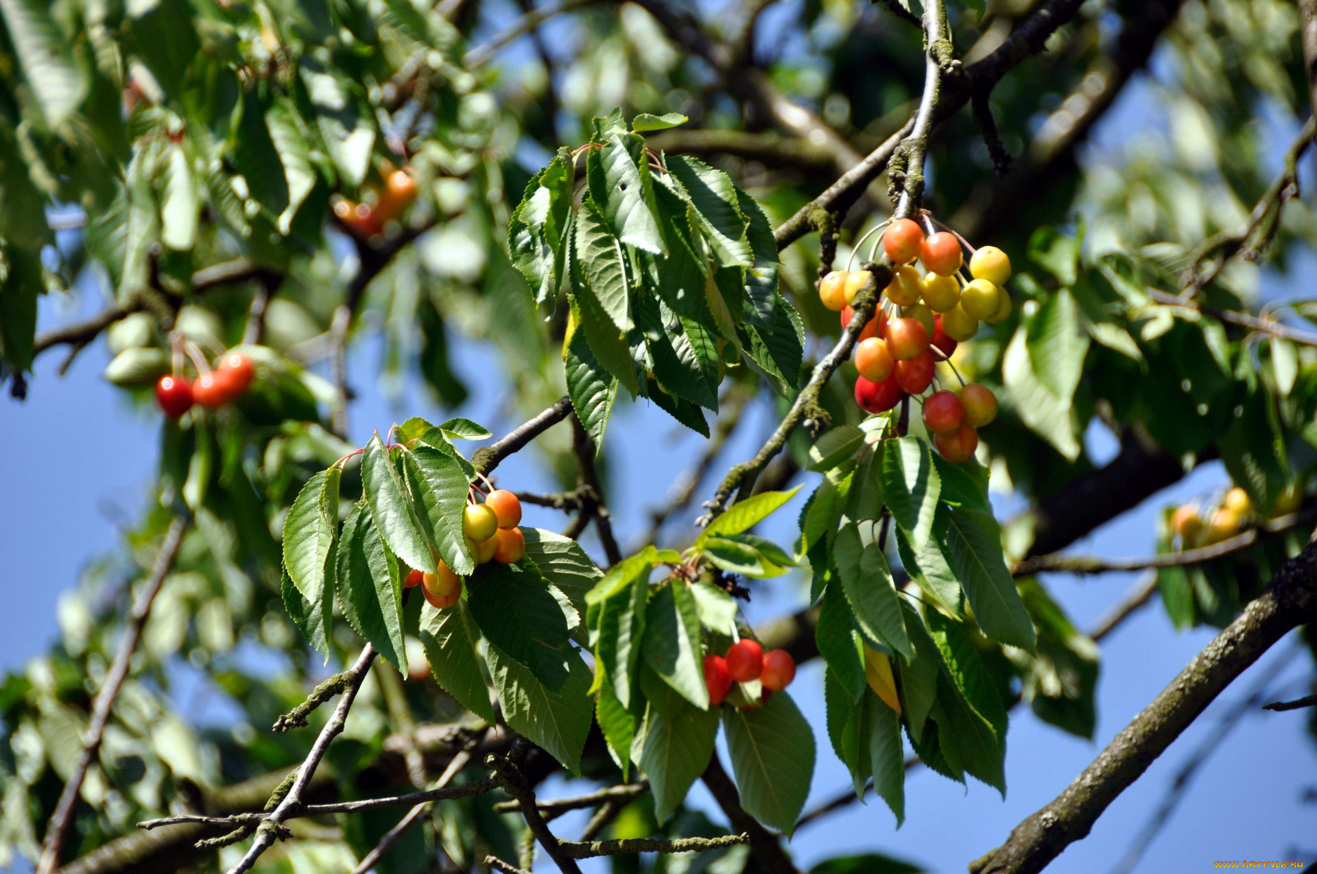 природа, Ягоды, черешня