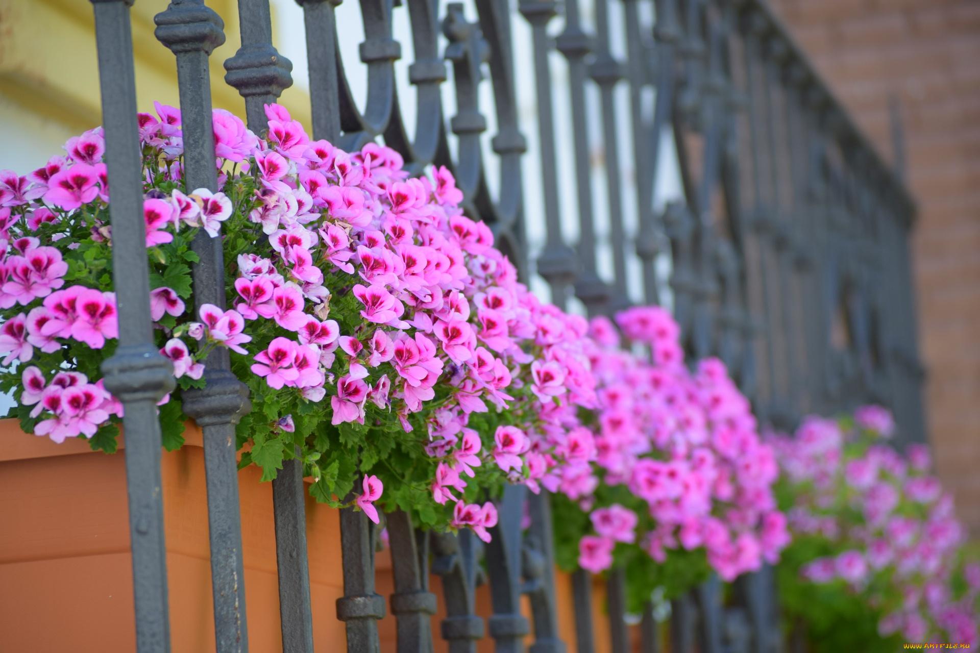 цветы, петунии, , калибрахоа, балкон, розовый, цвет