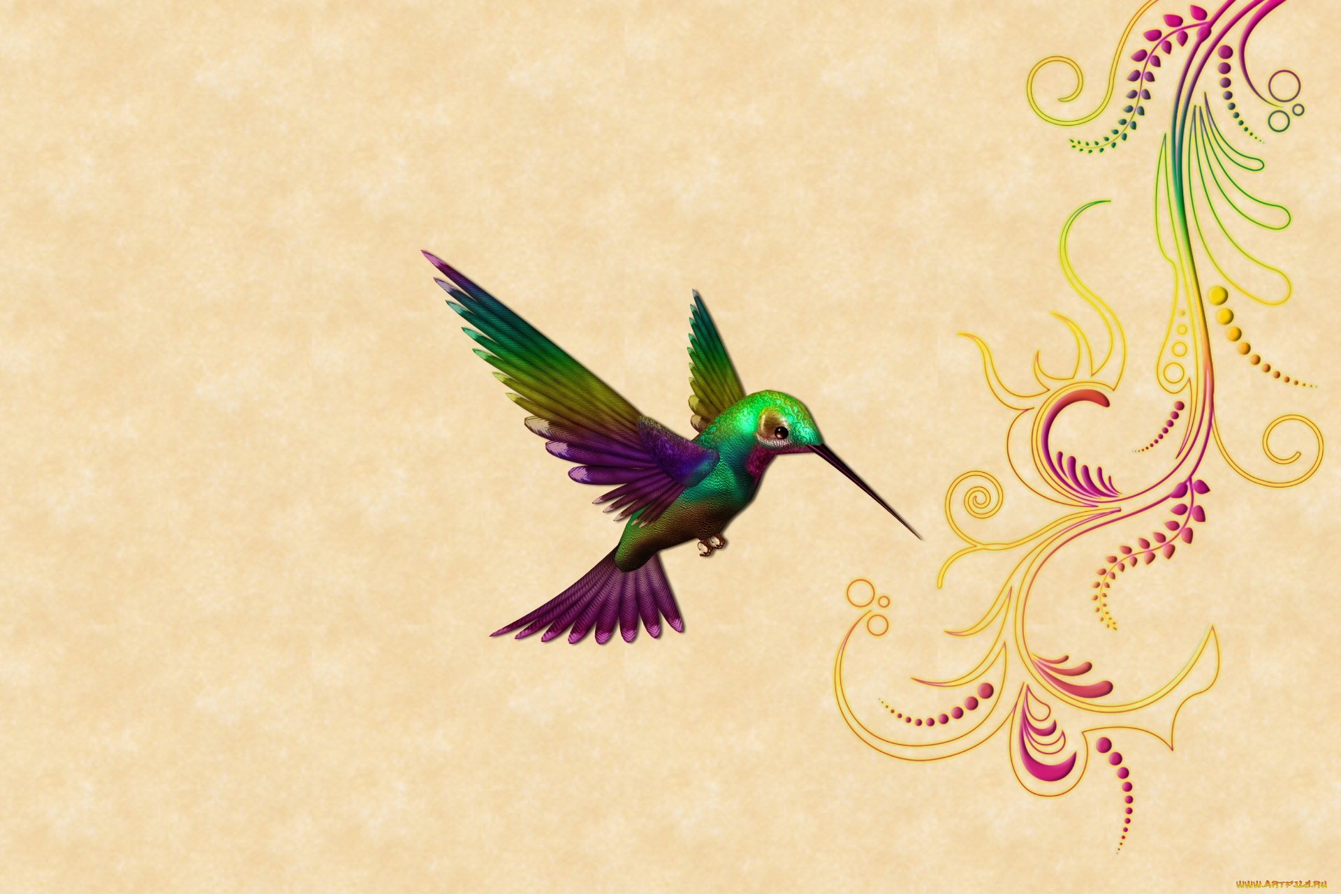 векторная, графика, животные, , animals, колибри