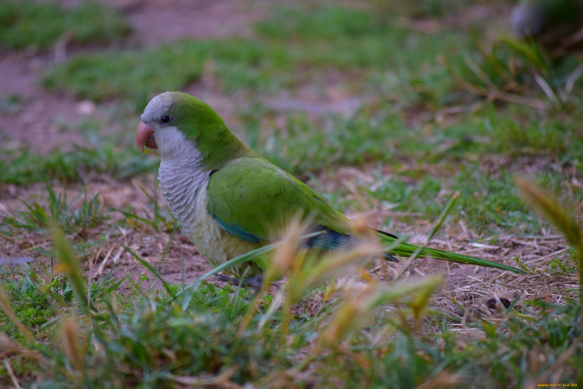 животные, попугаи, трава
