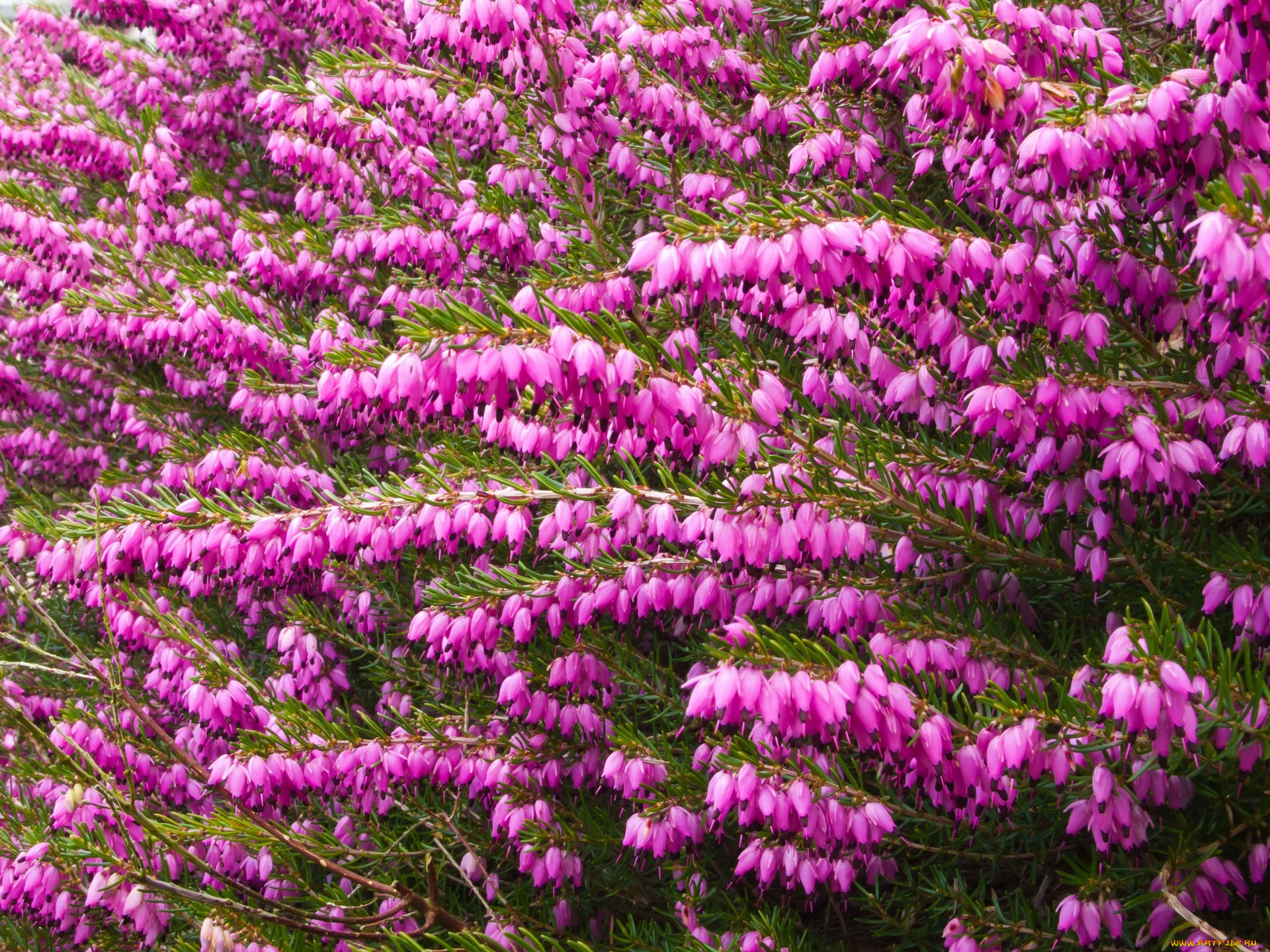 цветы, дицентра, , разбитое, сердце, розовый, цвет