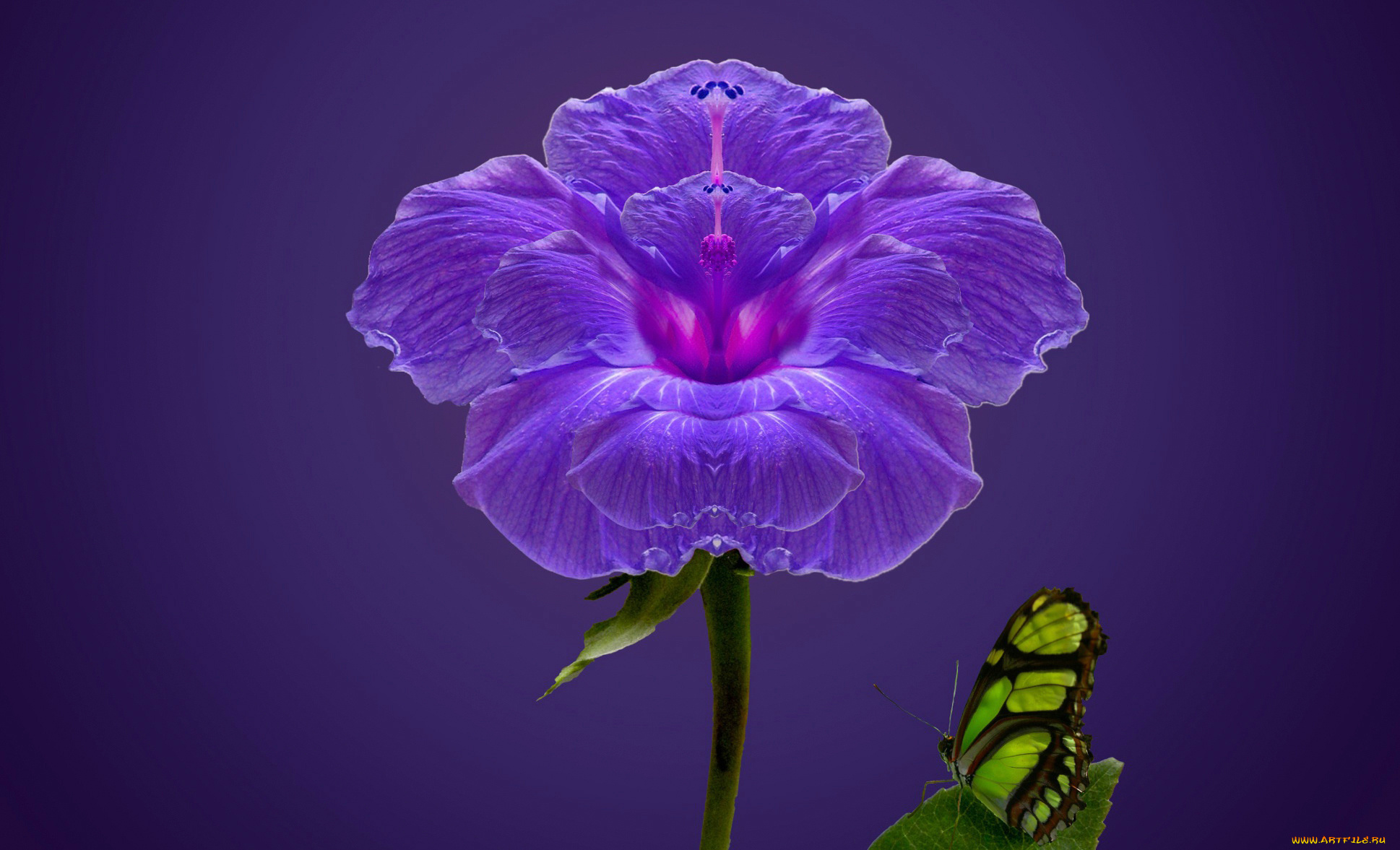 разное, компьютерный, дизайн, фон, лепестки, бабочка, цвет