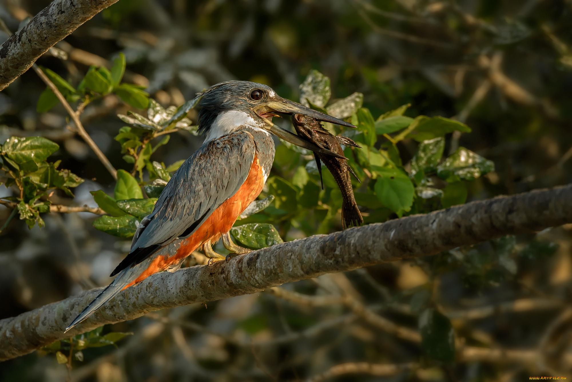 животные, птицы, рыба, зимородок, птица, листья, мира, ветка, природа