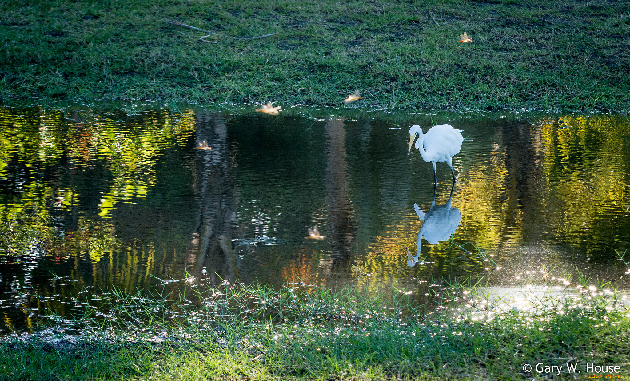 животные, цапли, , выпи, цапля