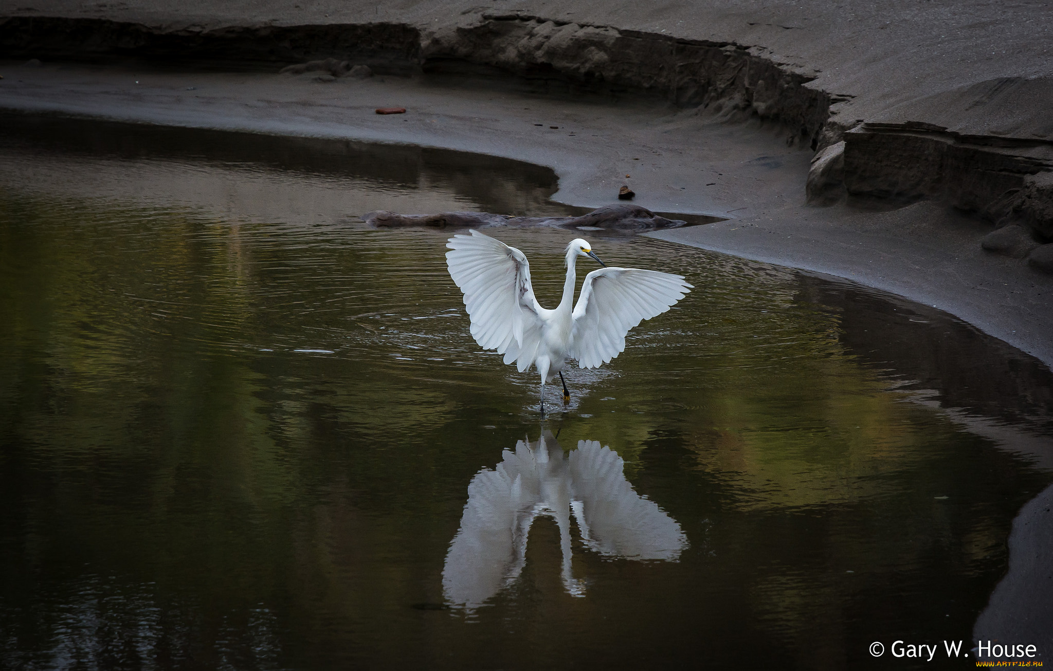 животные, цапли, , выпи, цапля