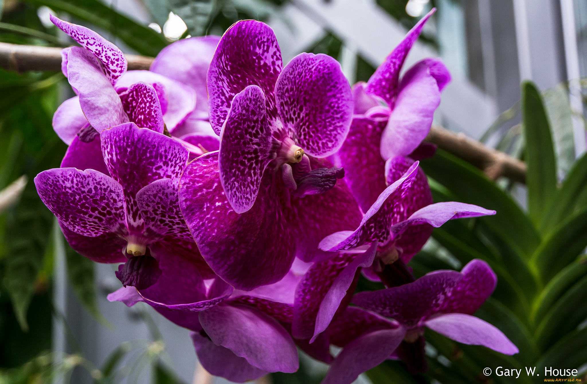 цветы, орхидеи, розовые