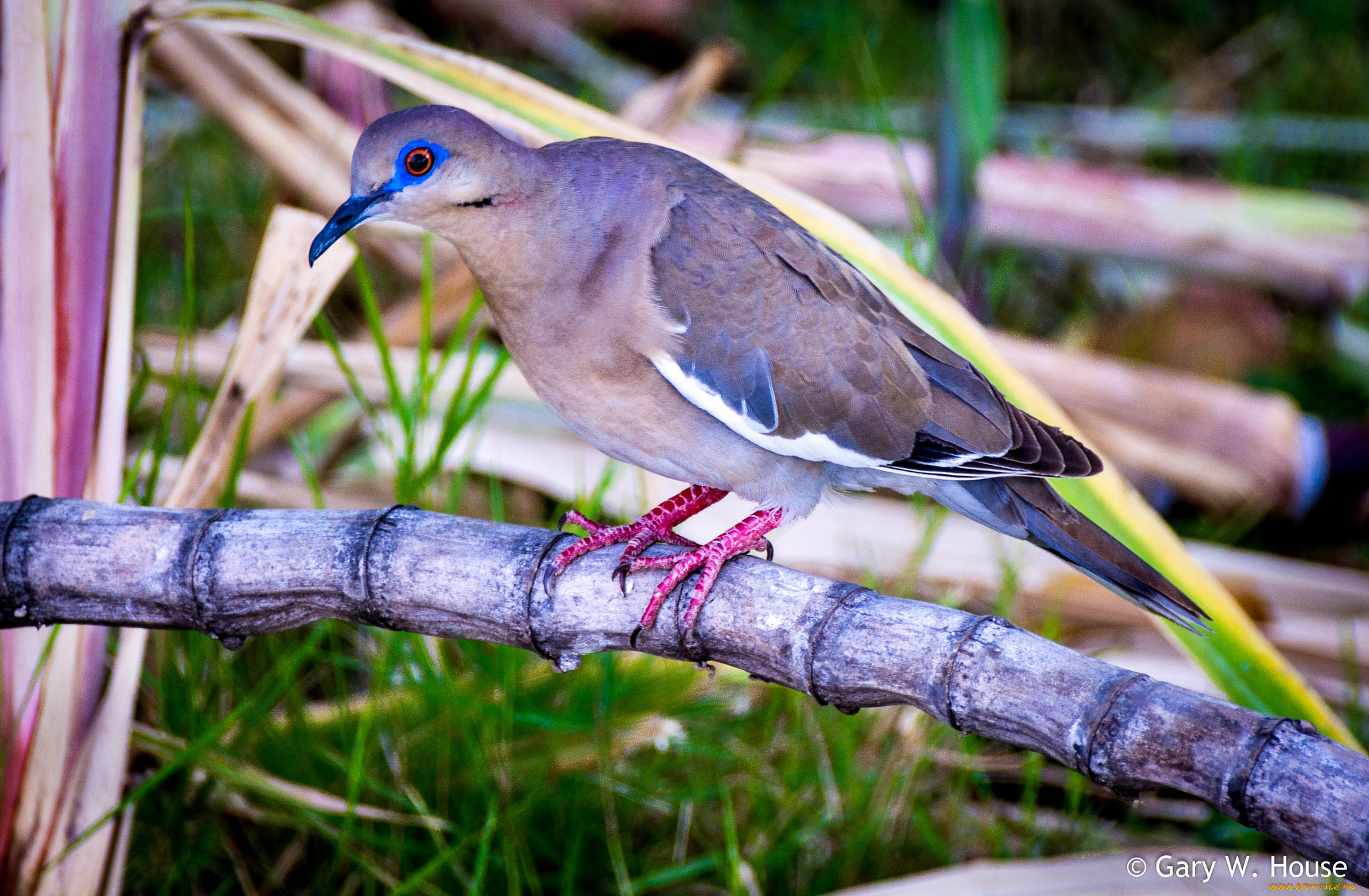 животные, голуби, голубь