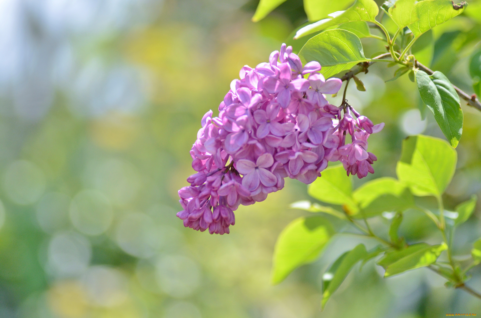цветы, сирень, соцветие, ветка