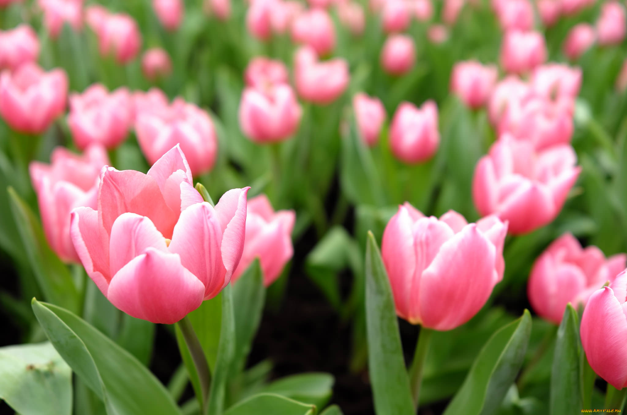 цветы, тюльпаны, нежность, цветение, лепестки