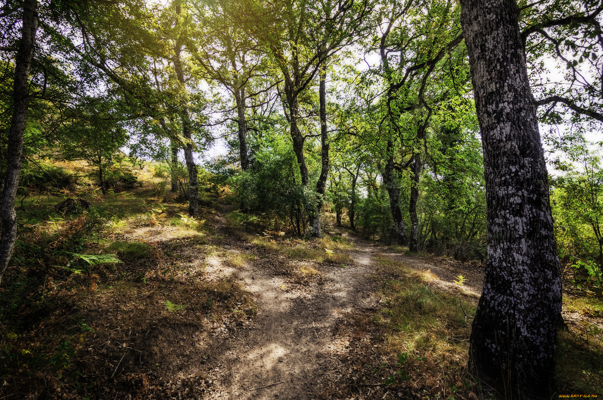 природа, лес, простор