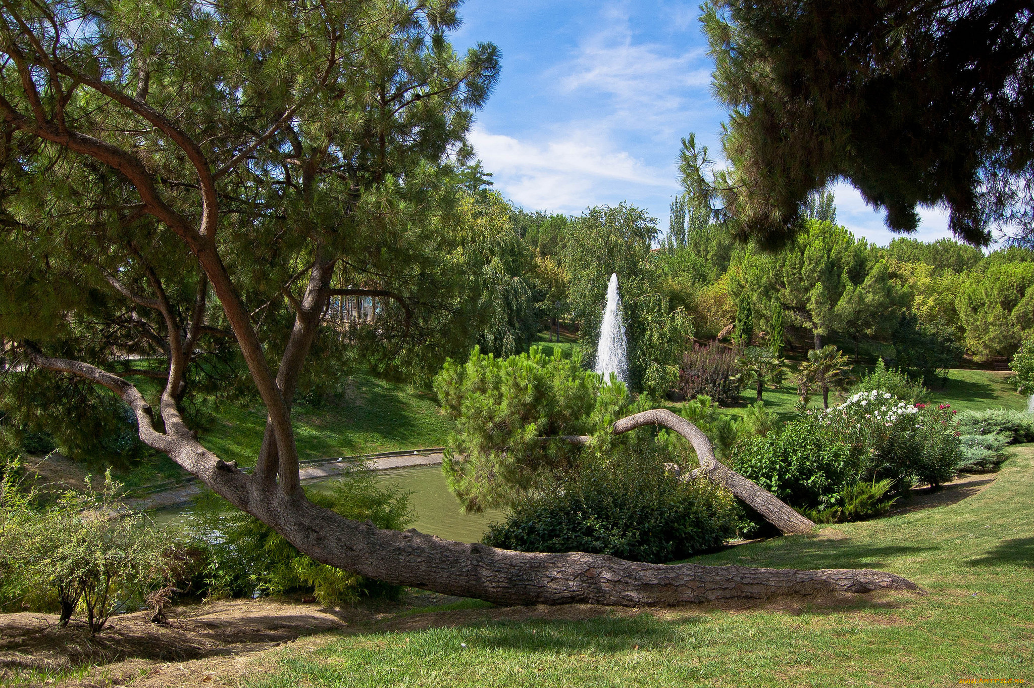 природа, парк, простор