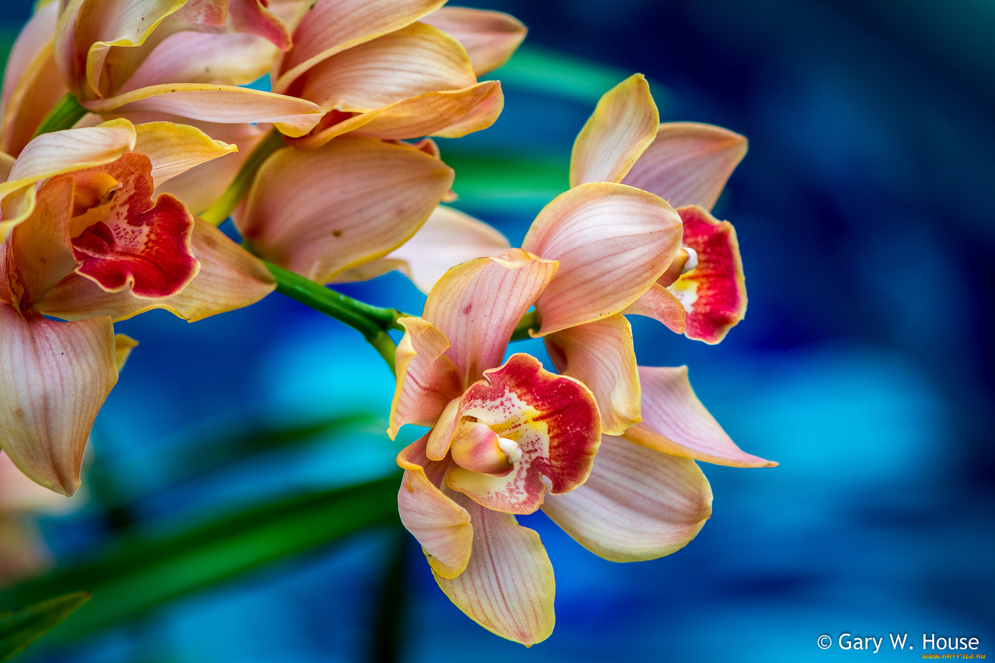 цветы, орхидеи