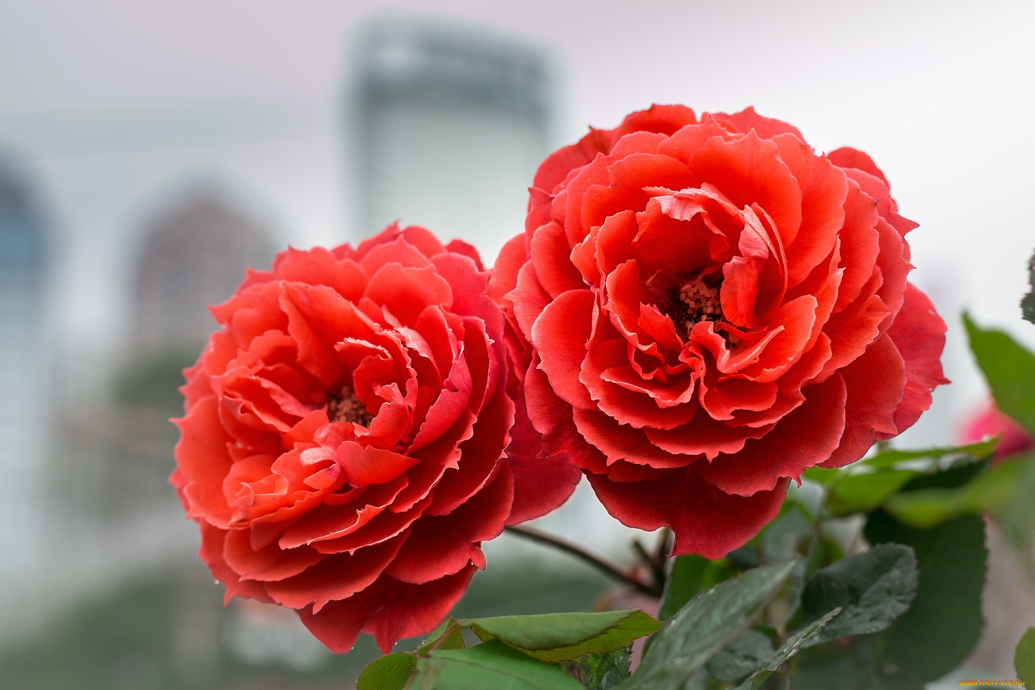 цветы, розы, цветение, лепестки, листья, розовая, роза