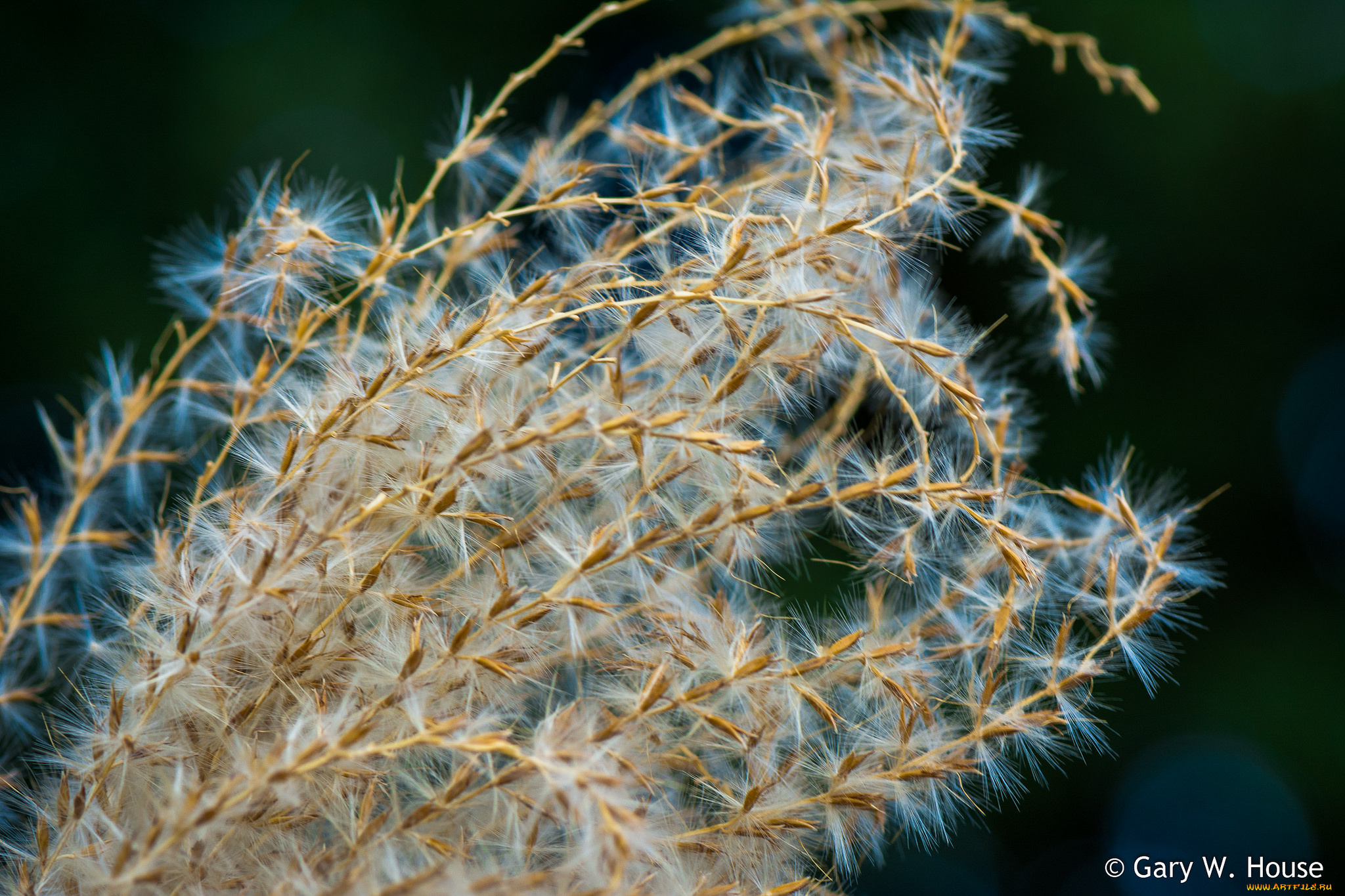 природа, макро, трава