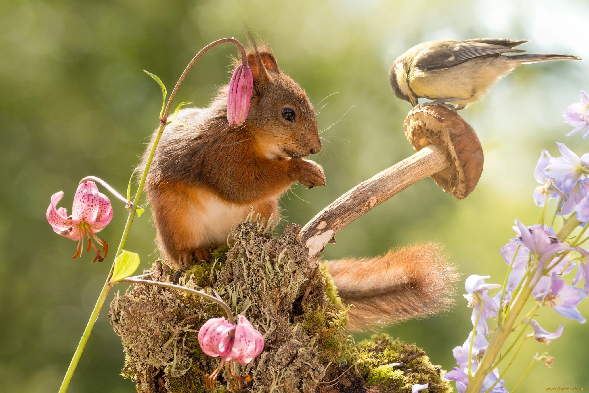 животные, белки, колокольчики, животное, природа, лилии, цветы, синица, птица, белка, зверёк, гриб, пень