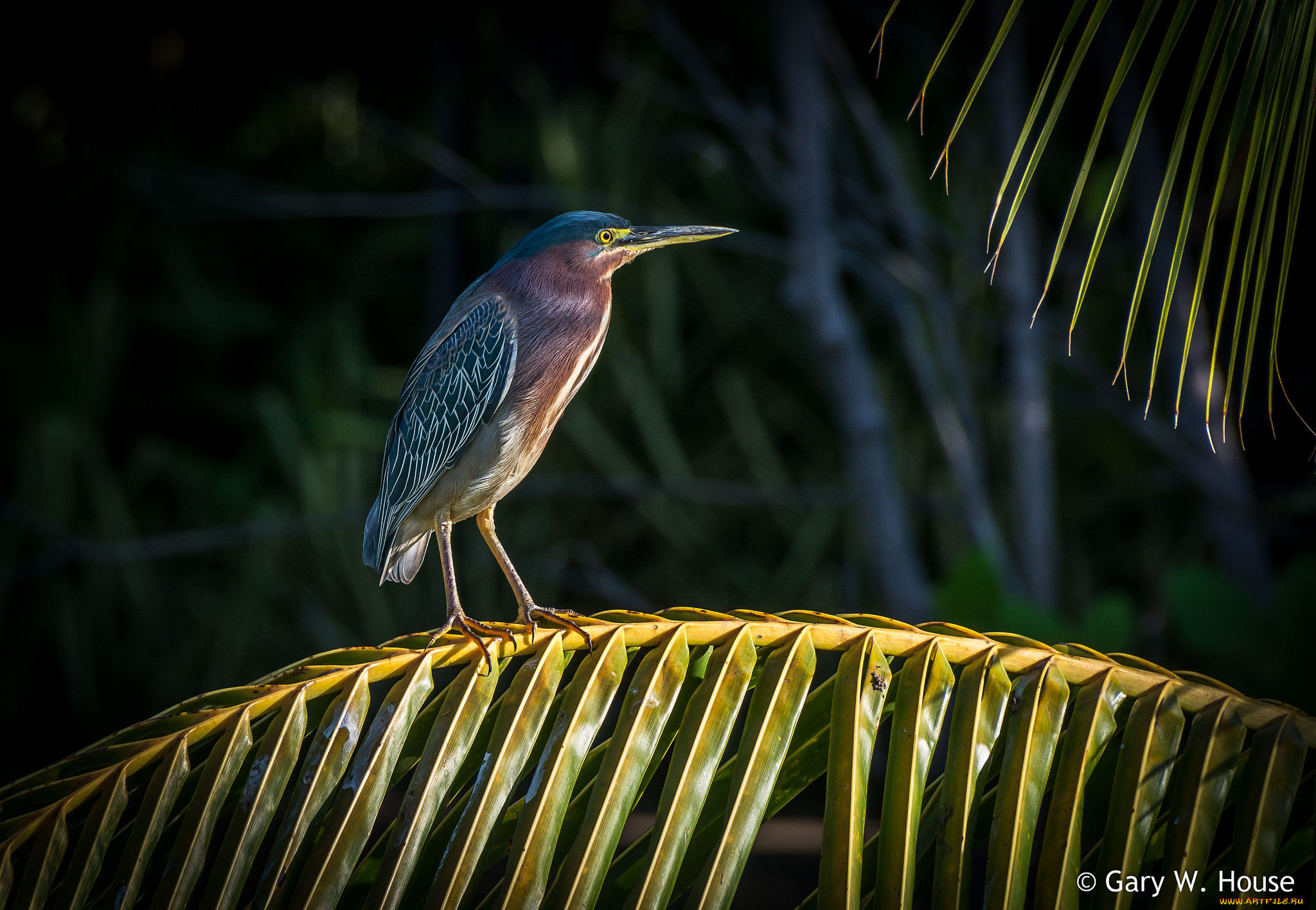 животные, цапли, , выпи, выпь