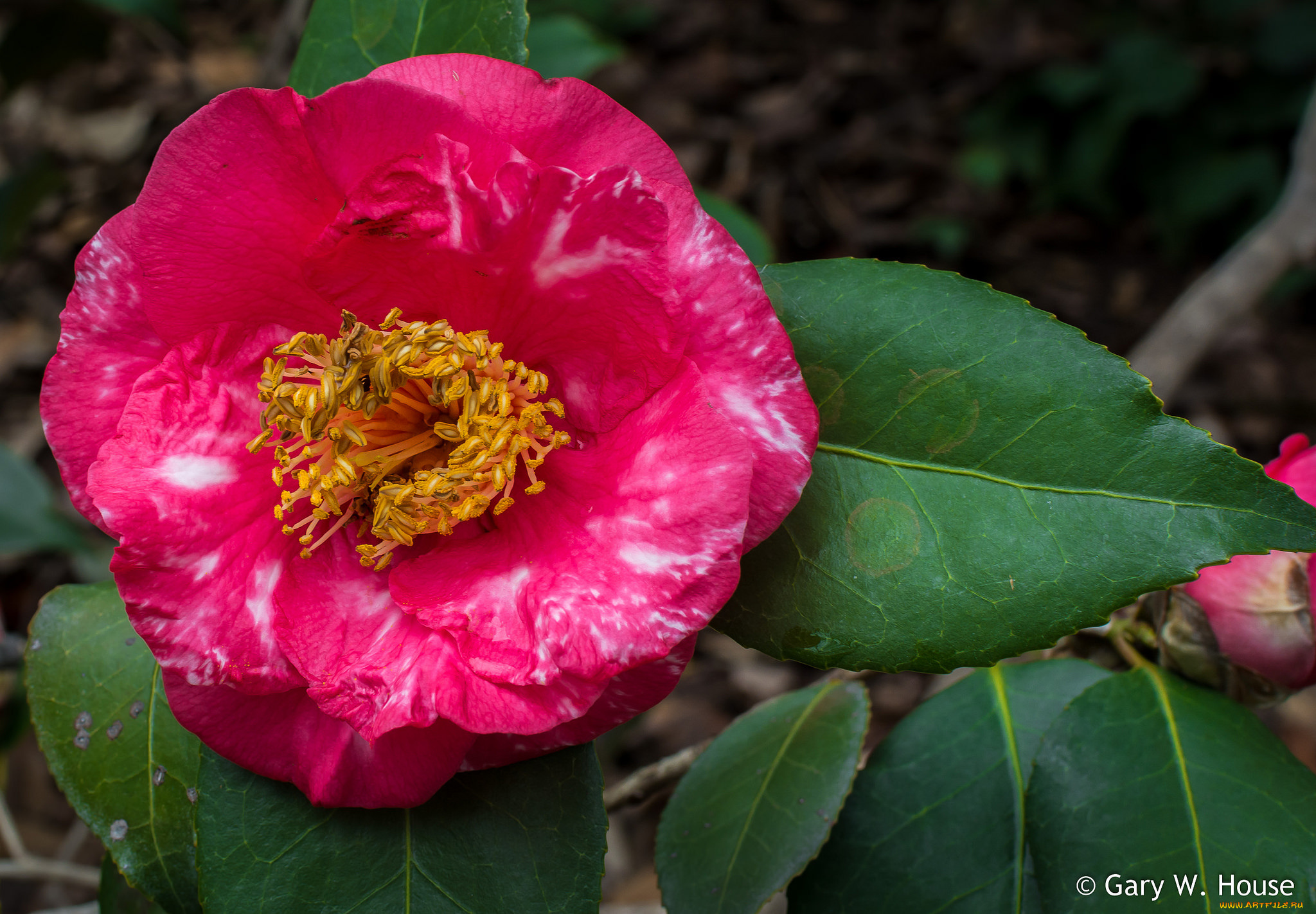 цветы, камелии, камелия