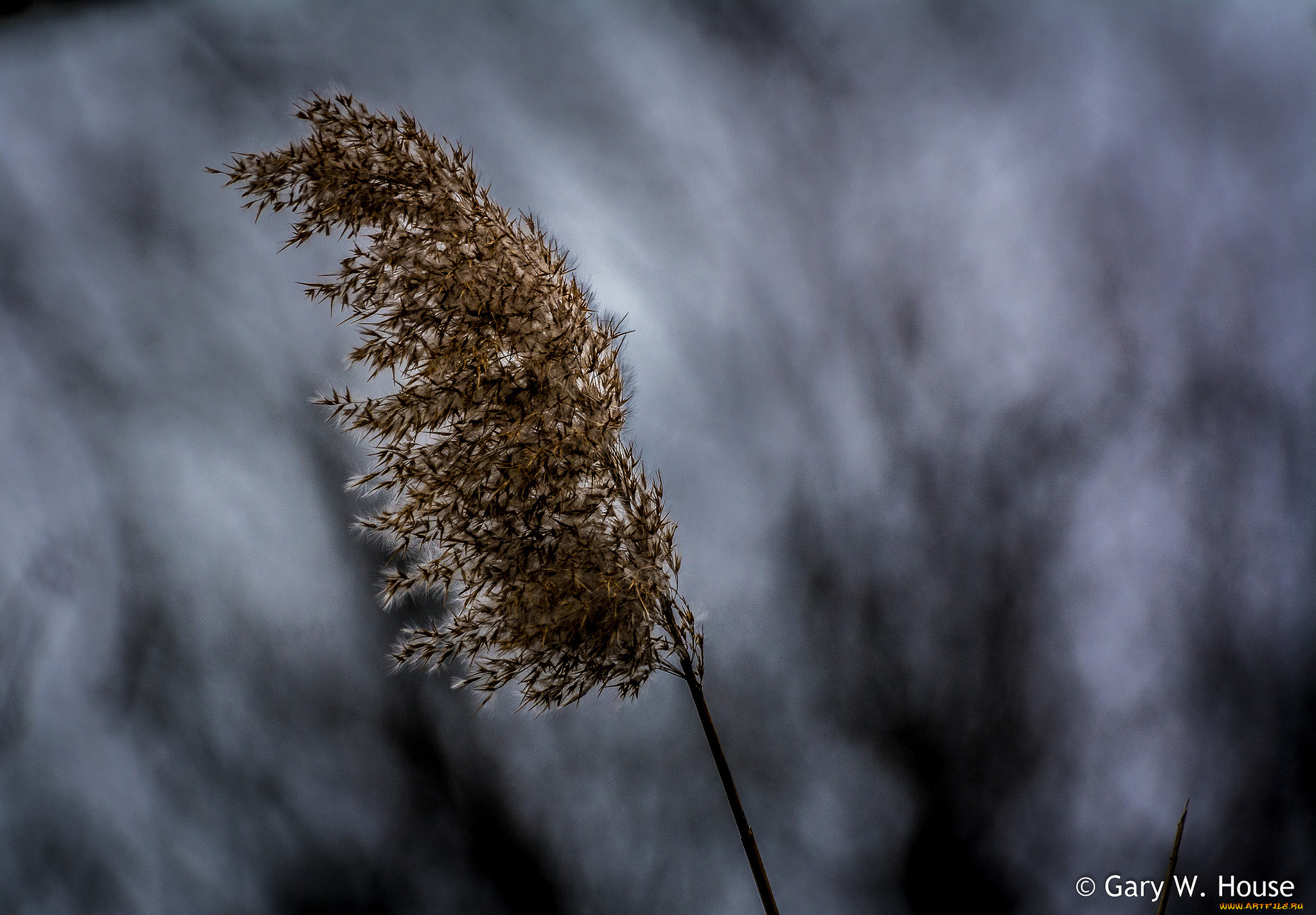 природа, макро, камыш