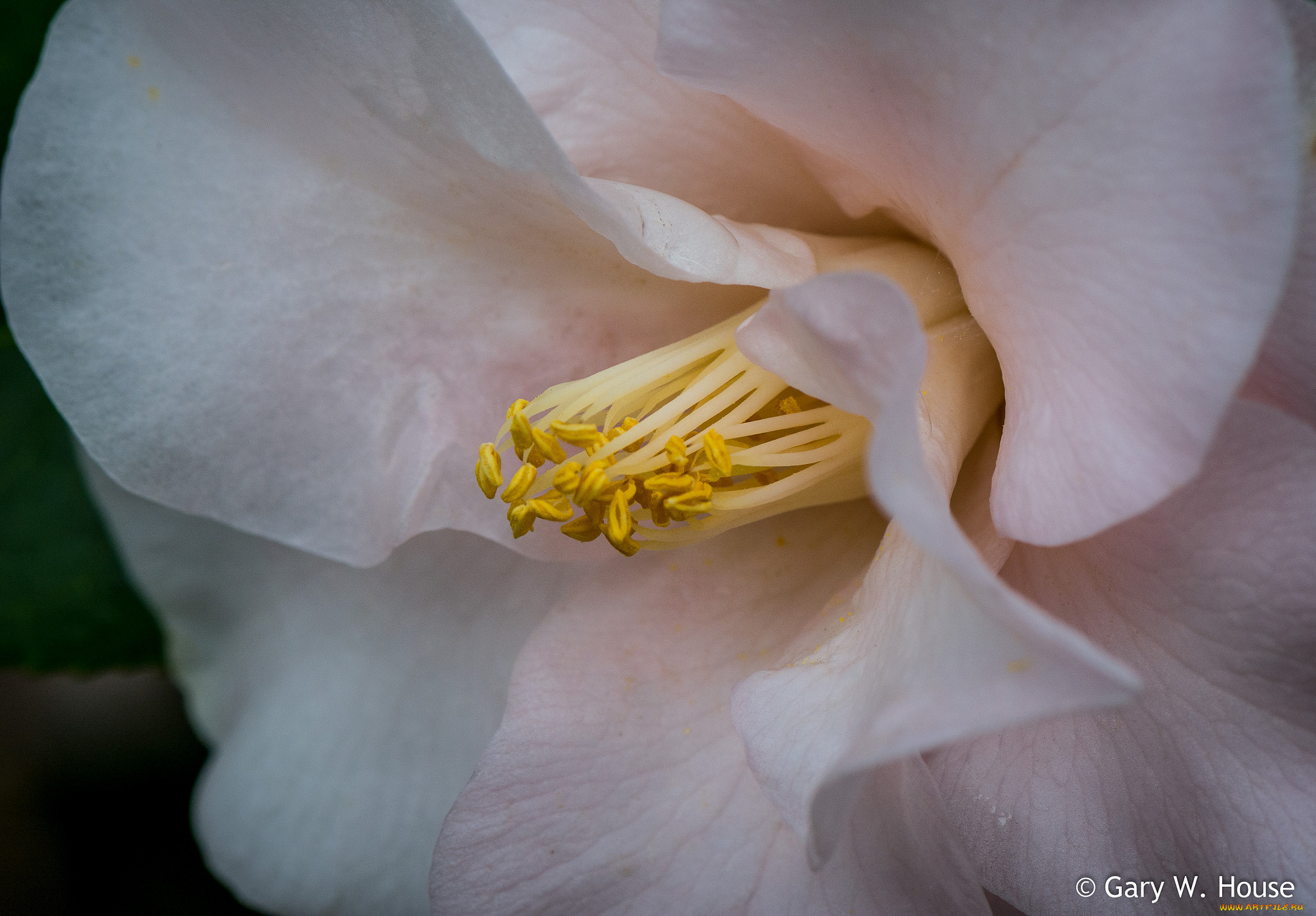 цветы, камелии, белая