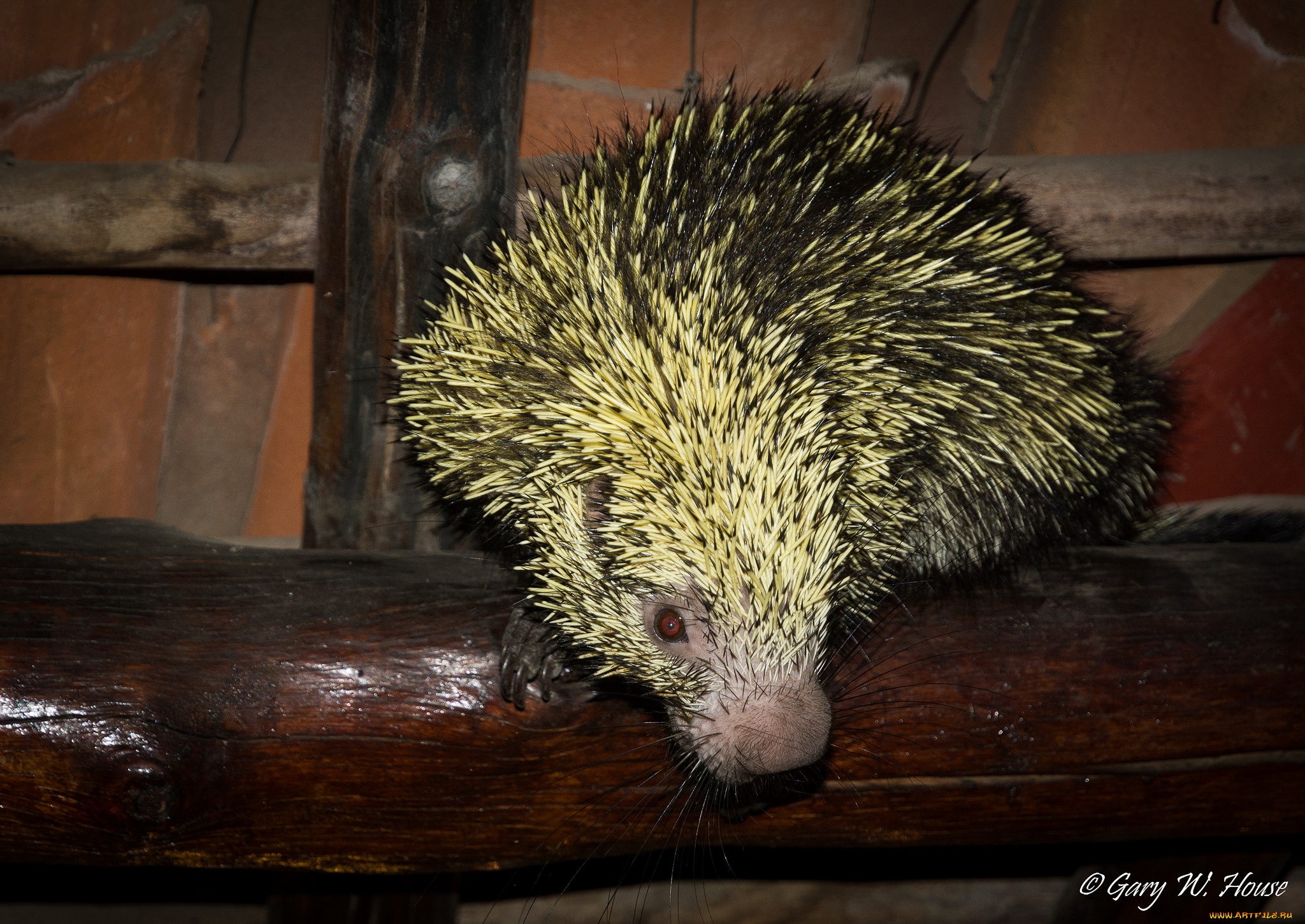 животные, -, другое, зверёк