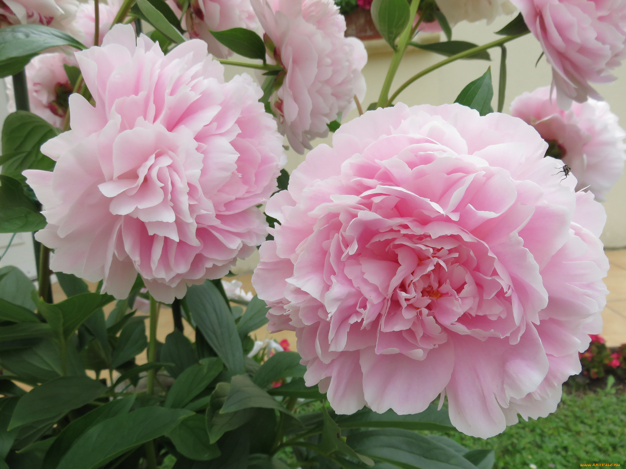 цветы, пионы, цветение, листья, бутон, лепестки, пион