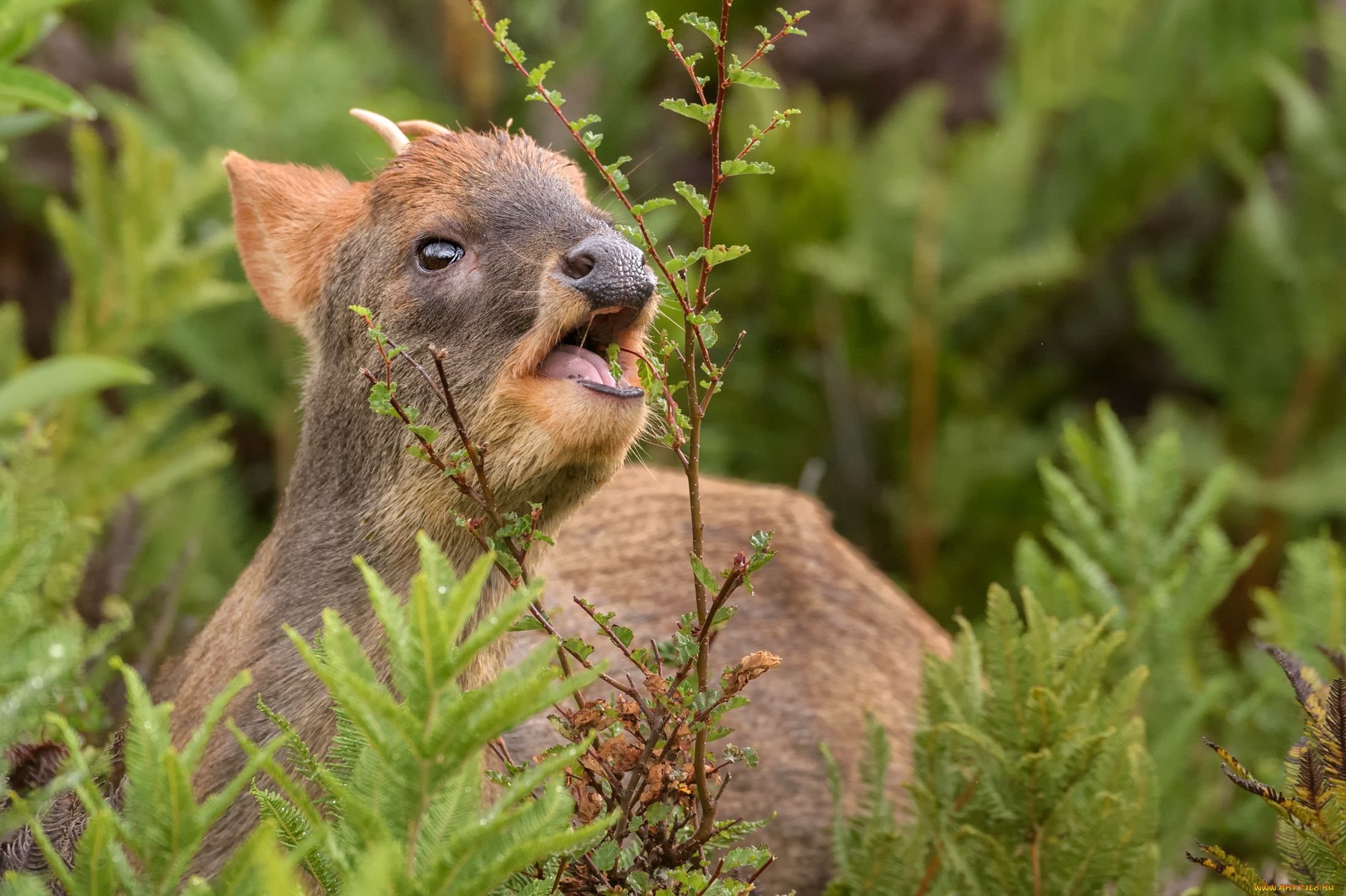 животные, олени, животное, олень, лето, природа, зелень, ветка, листья, пуду