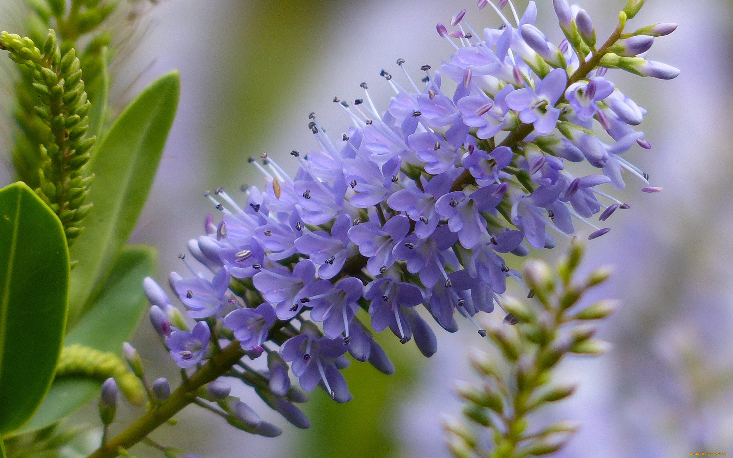 цветы, макро, хебе, соцветие