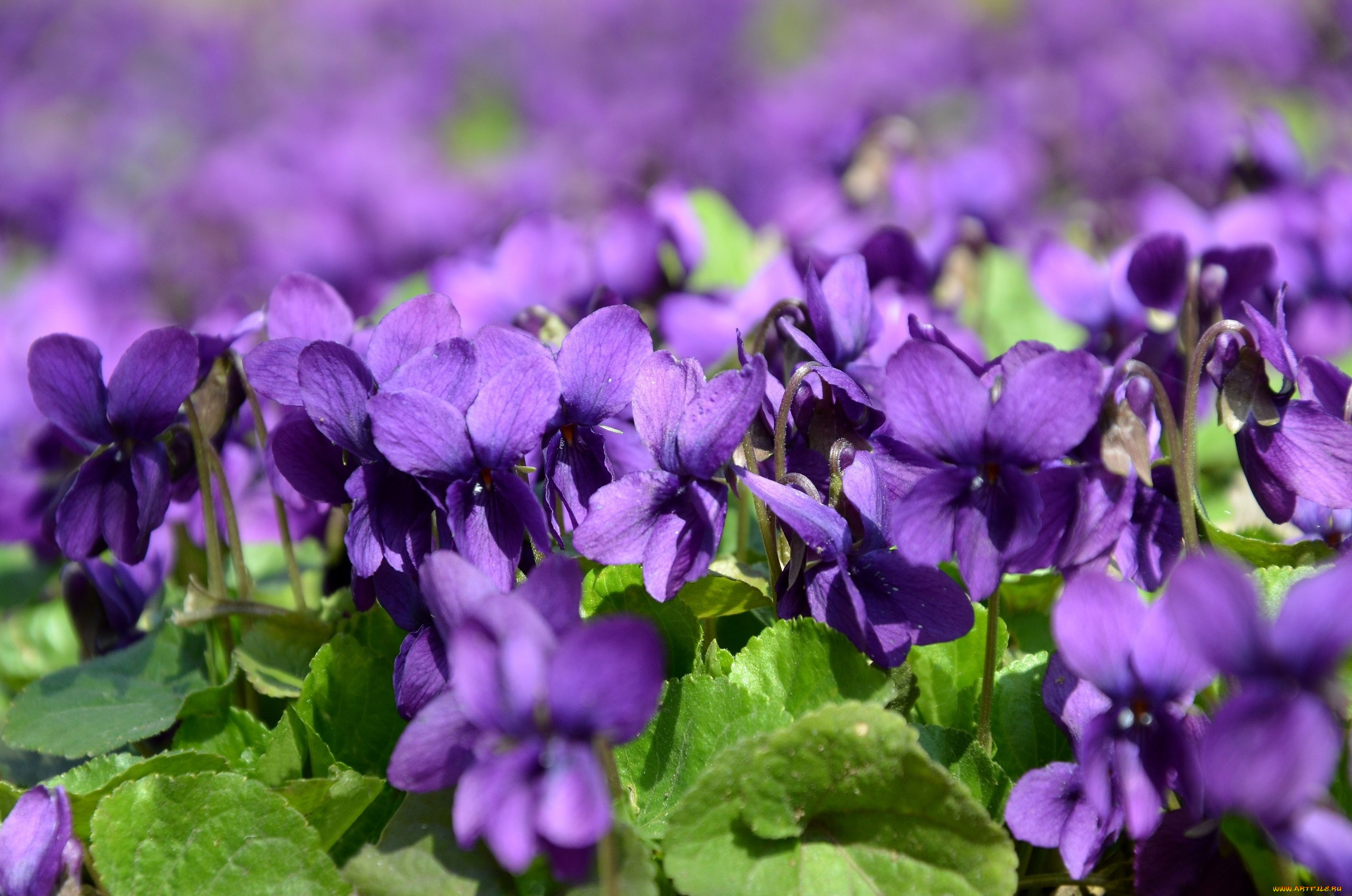 цветы, фиалки, весна, макро, природа