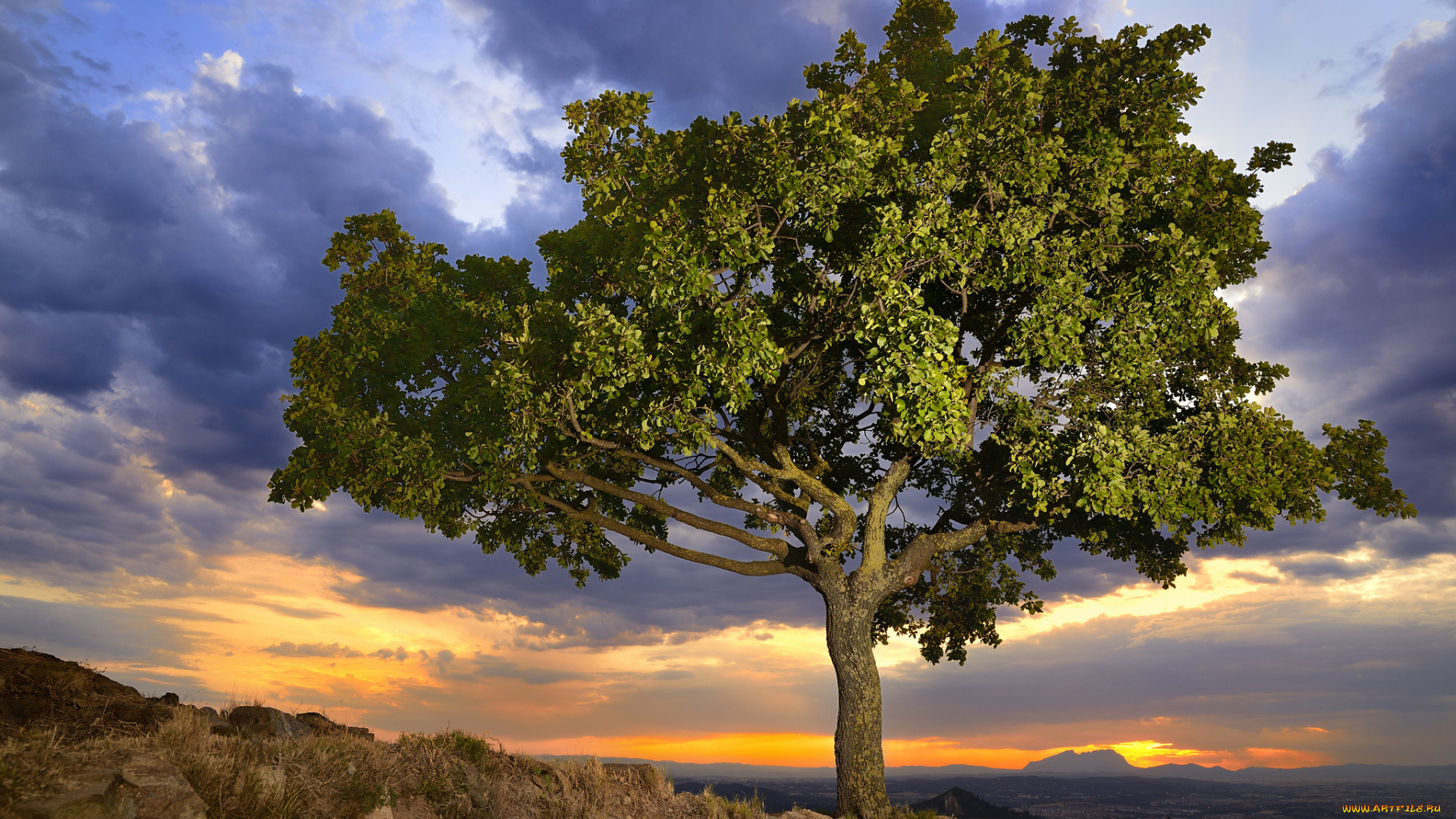 природа, деревья, простор