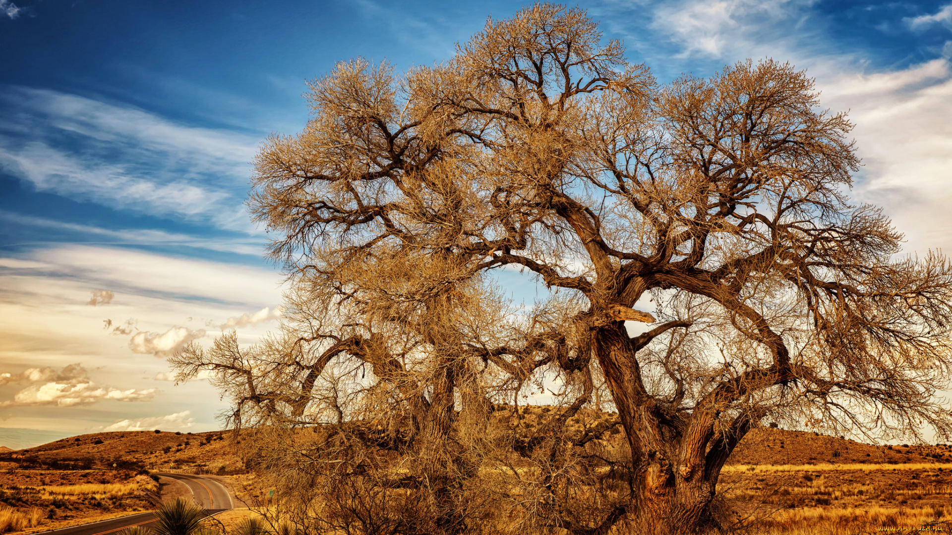 природа, деревья, простор