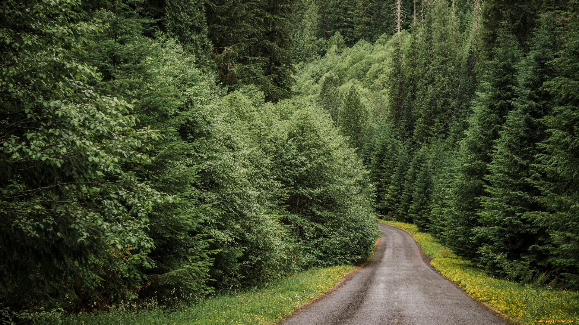 природа, дороги, простор