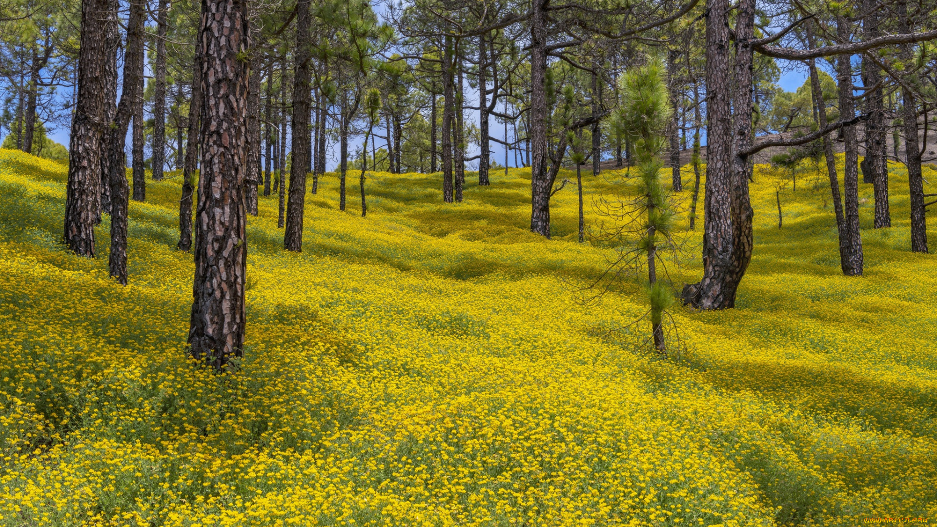 природа, лес, el, paso, canary, islands, spain