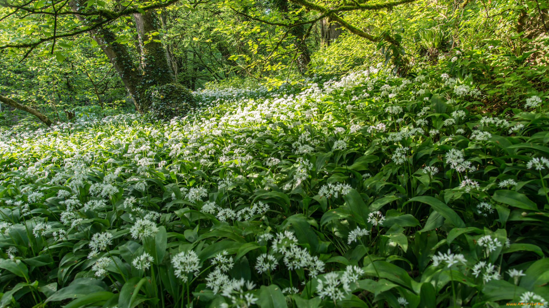 природа, лес, простор