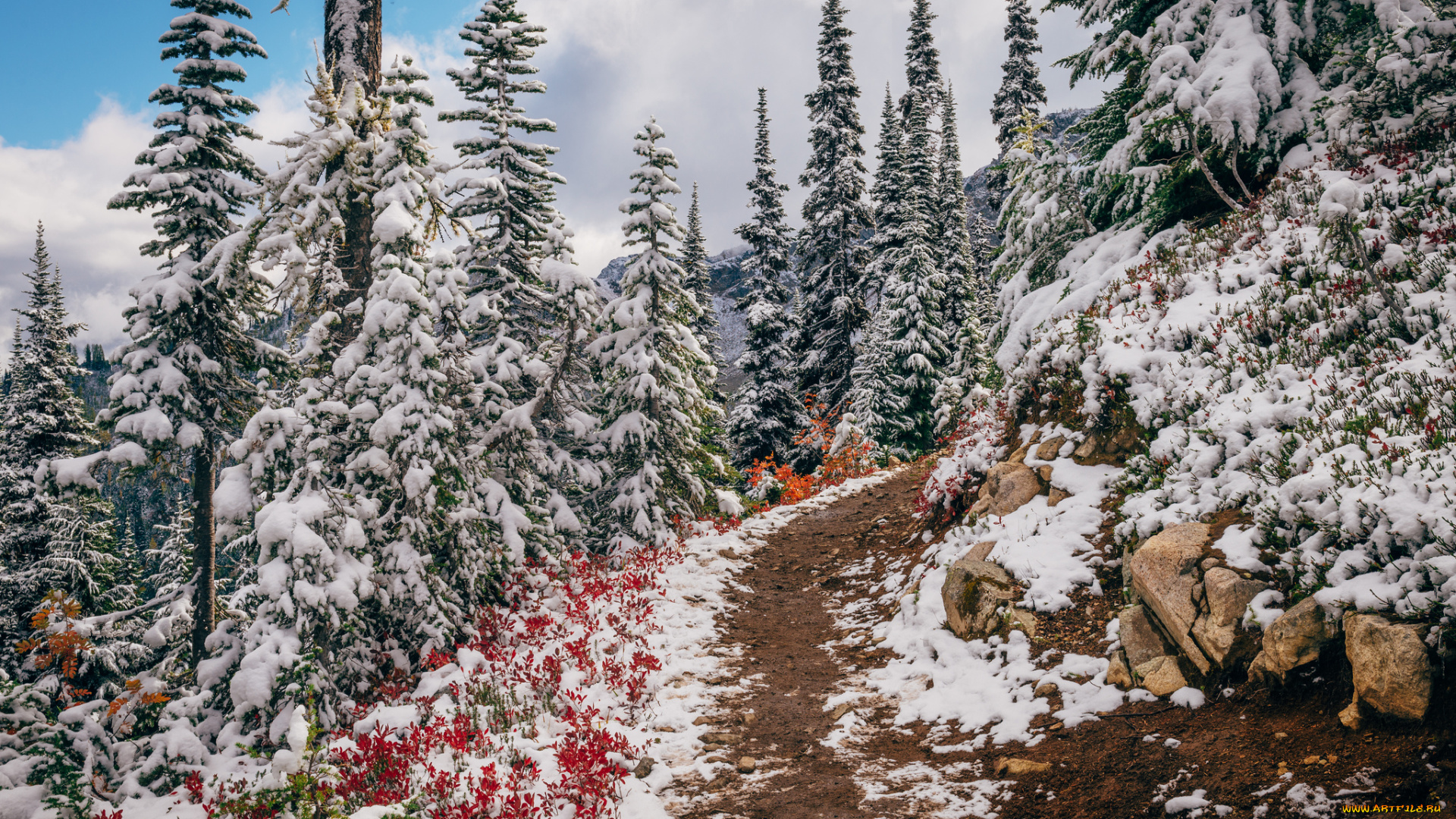 природа, лес, простор