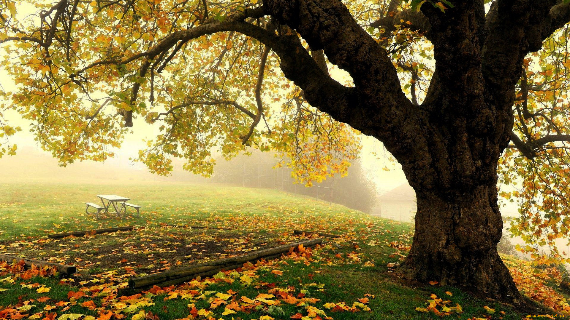 природа, парк, осень