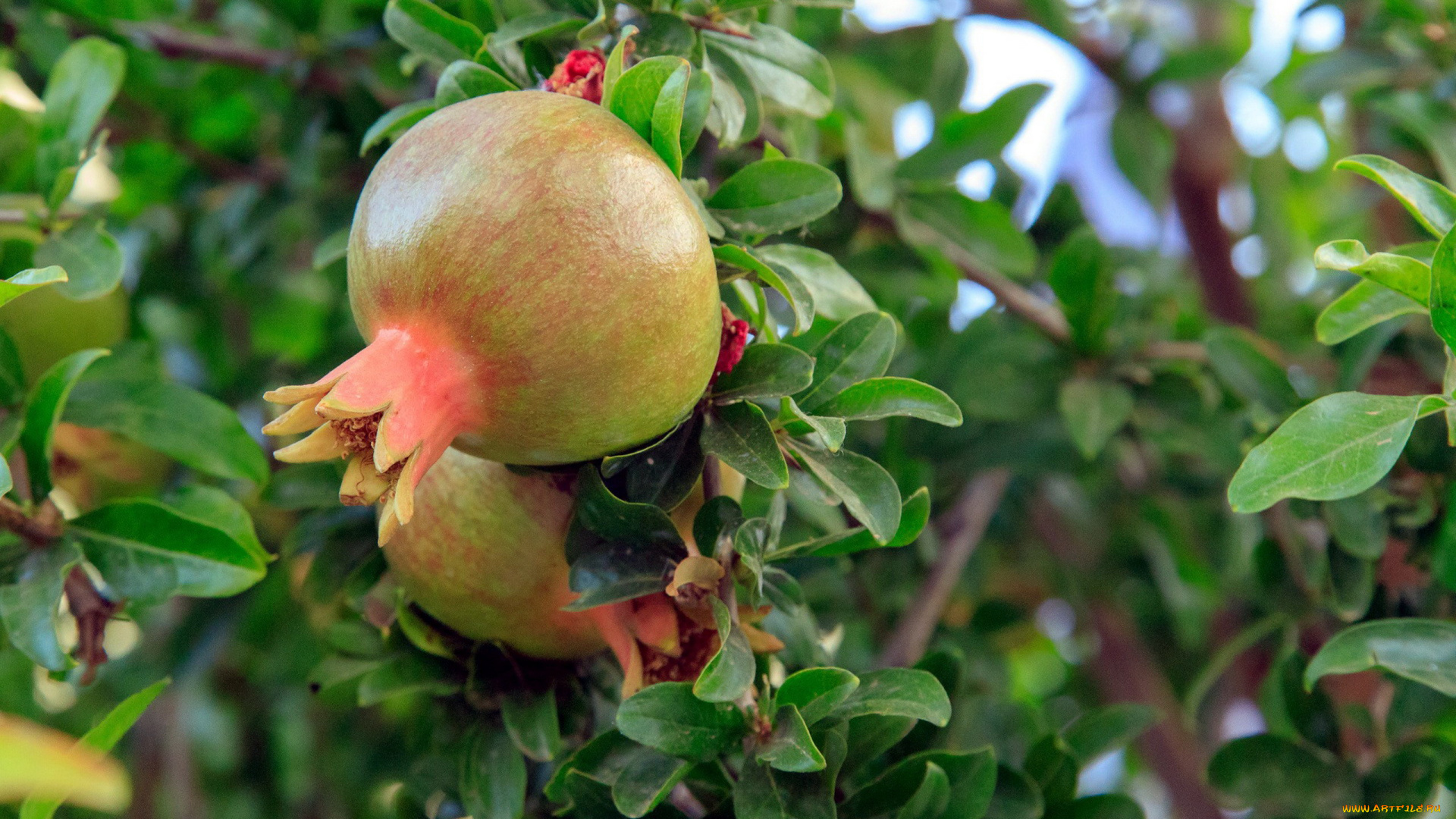 природа, плоды, гранат