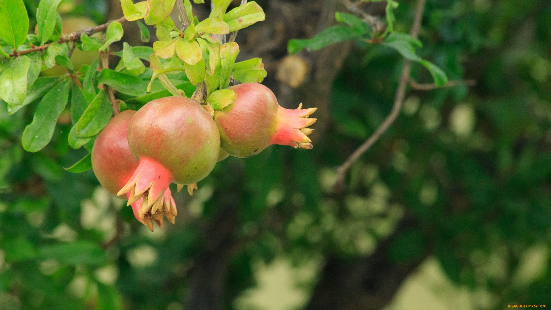 природа, плоды, гранат