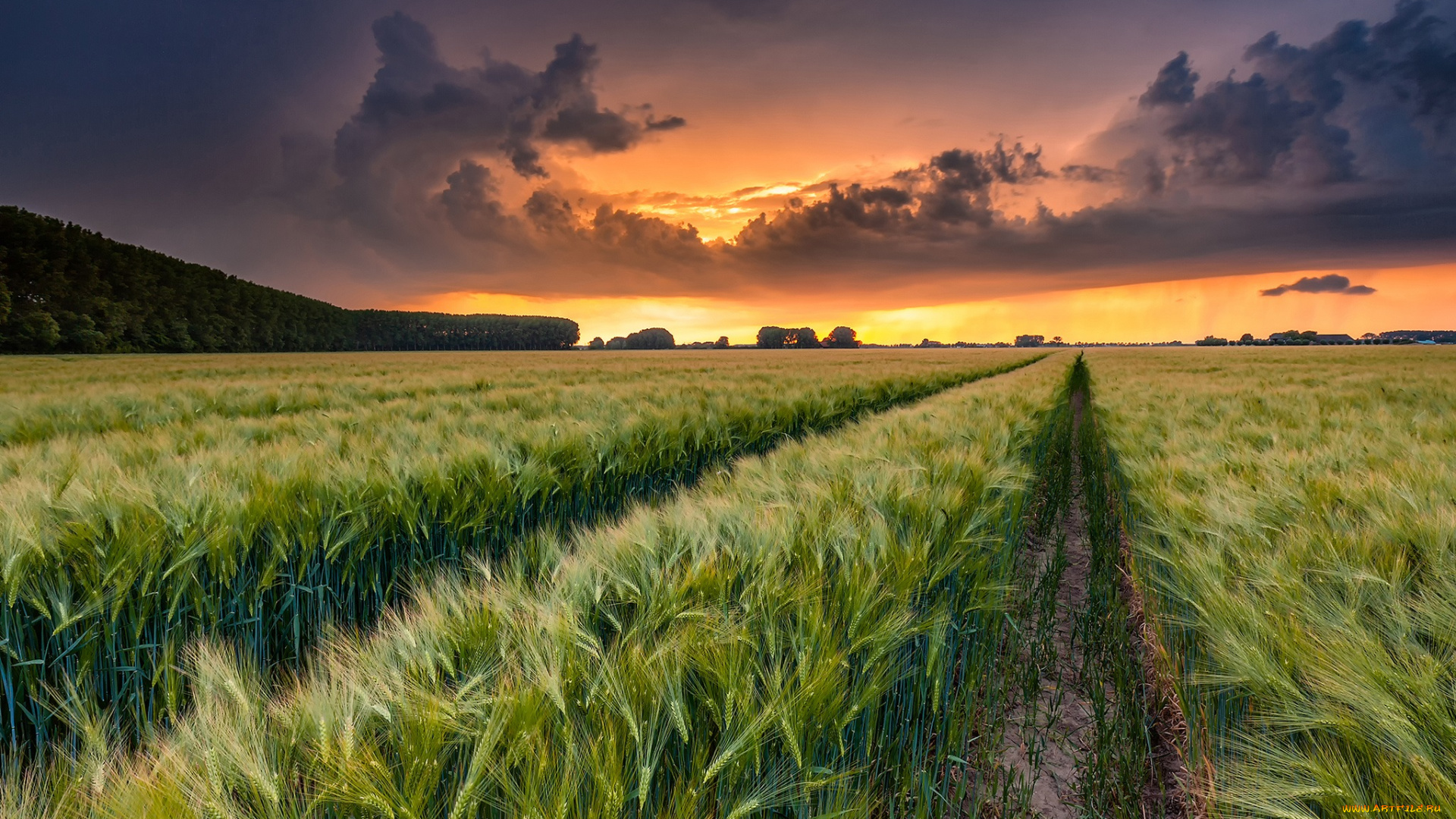 природа, поля, простор